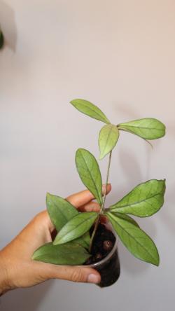 Sadnice - sobne biljke: Hoya Crassipetiolata - veća biljka